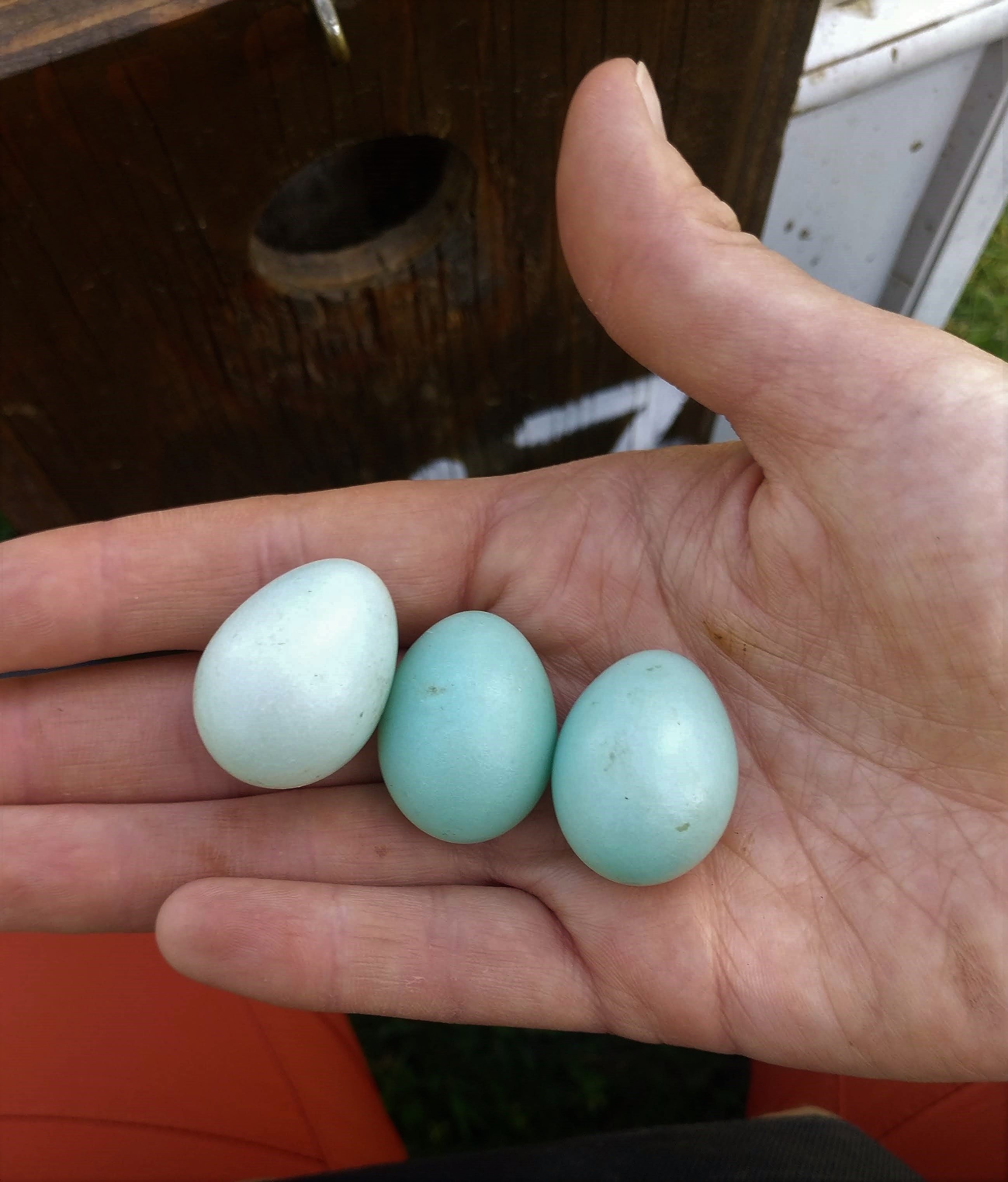 Variación en el color de los huevos