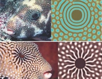Geometría fractal: una nueva herramienta para la biometría animal