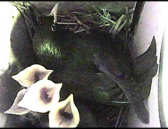 Starling mothers, but not fathers, respond with a higher investment to parent-absent calls performed by nestlings
