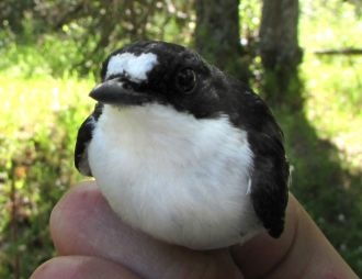 Plumage ornaments and oxidative stress in the Pied Flycatcher
