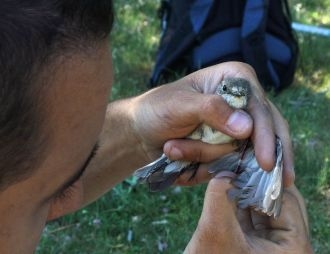 El tratamiento con piretroides subestima el efecto de los parásitos en aves que anidan en cavidades