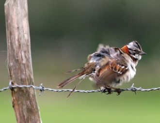 El aprendizaje del canto favorece la supervivencia de las aves urbanas